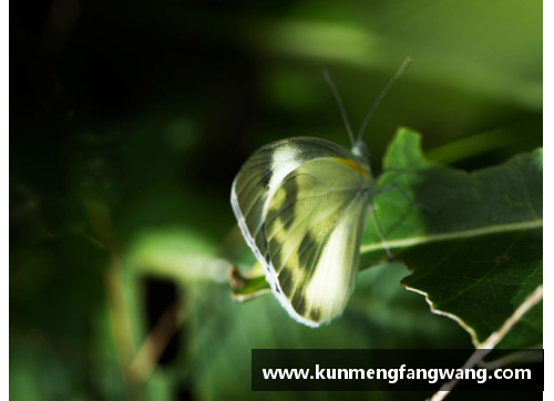 贝贝：破茧成蝶，新生之路